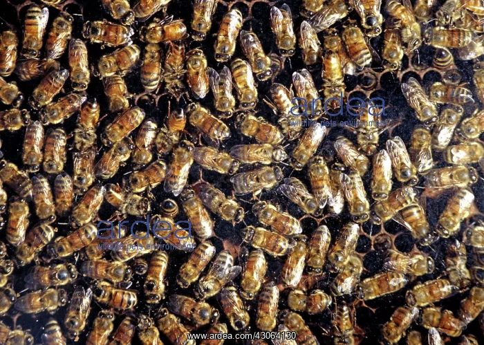 : Honey Bees : Honey Bees