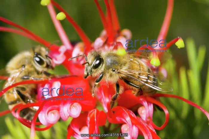 : Honey Bees : Honey Bees