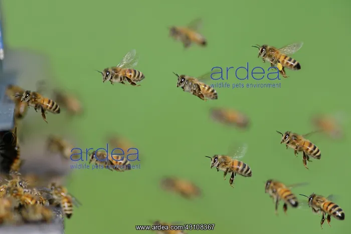 : Honey bees (Apis mellifera) arriving to the hive : Honey bees (Apis mellifera) arriving to the hive