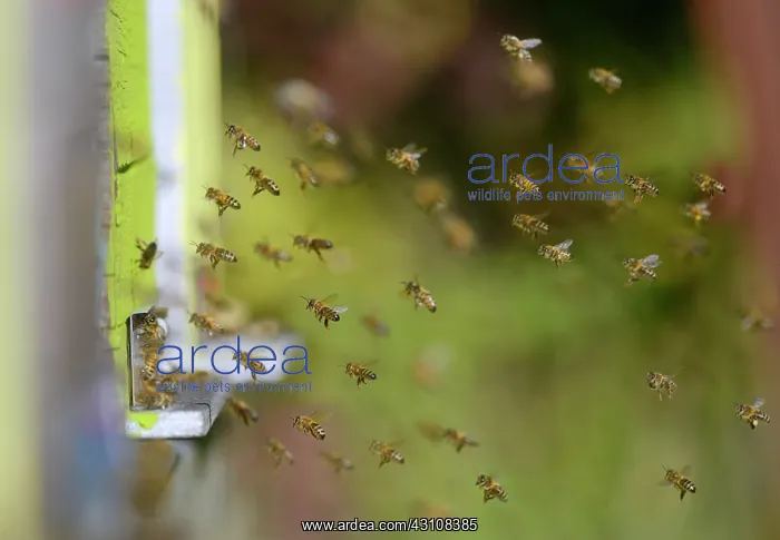 : Honey bees (Apis mellifera) atmosphere at the entrance : Honey bees (Apis mellifera) atmosphere at the entrance