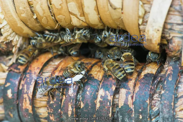 : Honey bees (Apis mellifera) at the entrance hole : Honey bees (Apis mellifera) at the entrance hole