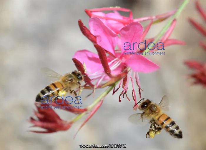 : Honey bees (Apis mellifera) on flowers in a roundabout : Honey bees (Apis mellifera) on flowers in a roundabout