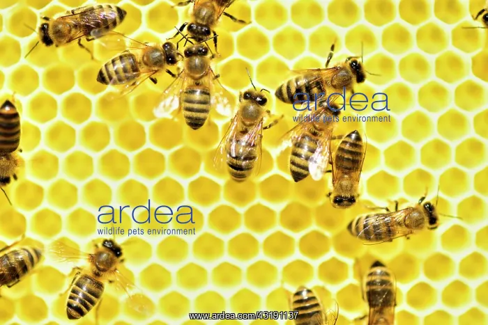 : Honey bees (Apis mellifera) on fresh honeycomb feeding : Honey bees (Apis mellifera) on fresh honeycomb feeding