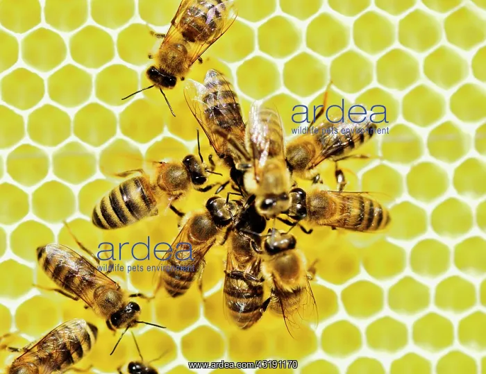 : Honey bees (Apis mellifera) on fresh honeycomb feeding : Honey bees (Apis mellifera) on fresh honeycomb feeding
