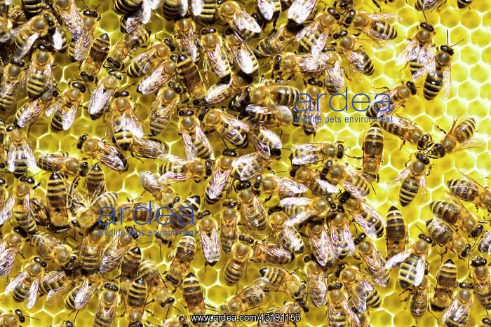 : Honey bees (Apis mellifera) on freshly removed honeycomb : Honey bees (Apis mellifera) on freshly removed honeycomb