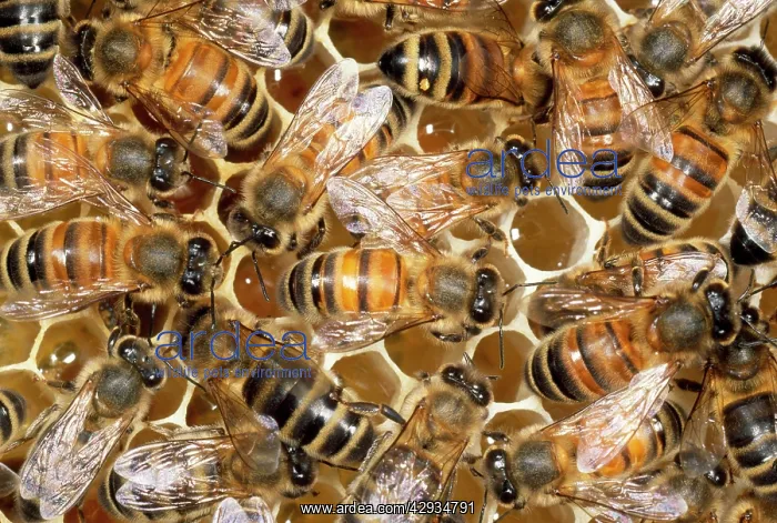 : Honey Bees - honey in cells : Honey Bees - honey in cells