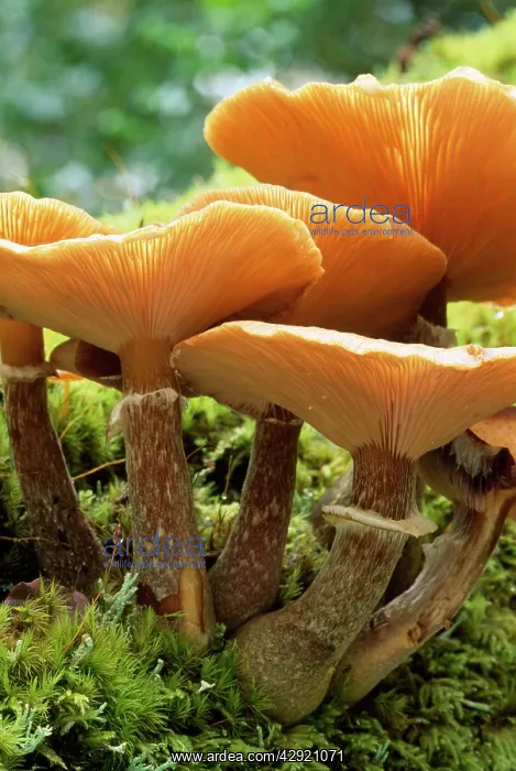 : Honey Boot Lace Fungus - found at the base of living : Honey Boot Lace Fungus - found at the base of living