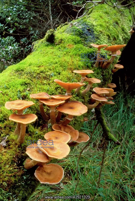 : Honey Boot Lace Fungus - found at the base of living : Honey Boot Lace Fungus - found at the base of living