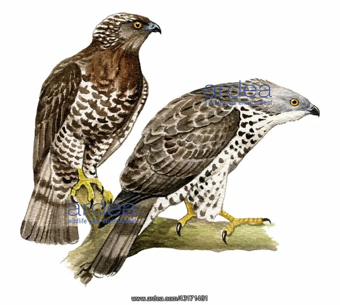 : Honey Buzzard : Honey Buzzard