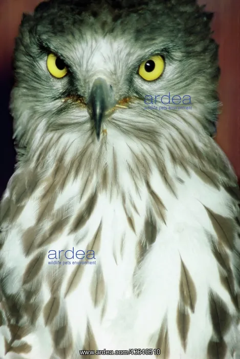  : Honey Buzzard