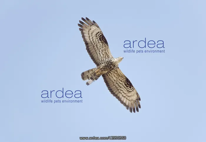 : Honey Buzzard - Adult in flight on migration : Honey Buzzard - Adult in flight on migration