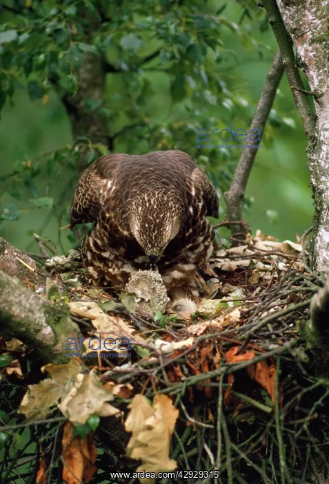 : Honey Buzzard - adult at nest with chicks : Honey Buzzard - adult at nest with chicks