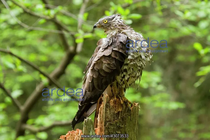 : Honey Buzzard after a bath standing on a broken : Honey Buzzard after a bath standing on a broken