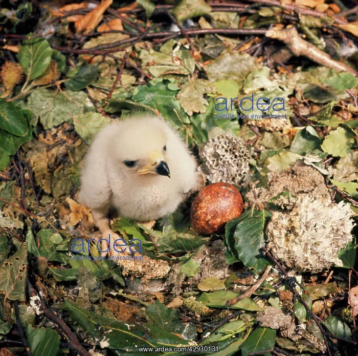 : HONEY BUZZARD - chick & egg : HONEY BUZZARD - chick & egg