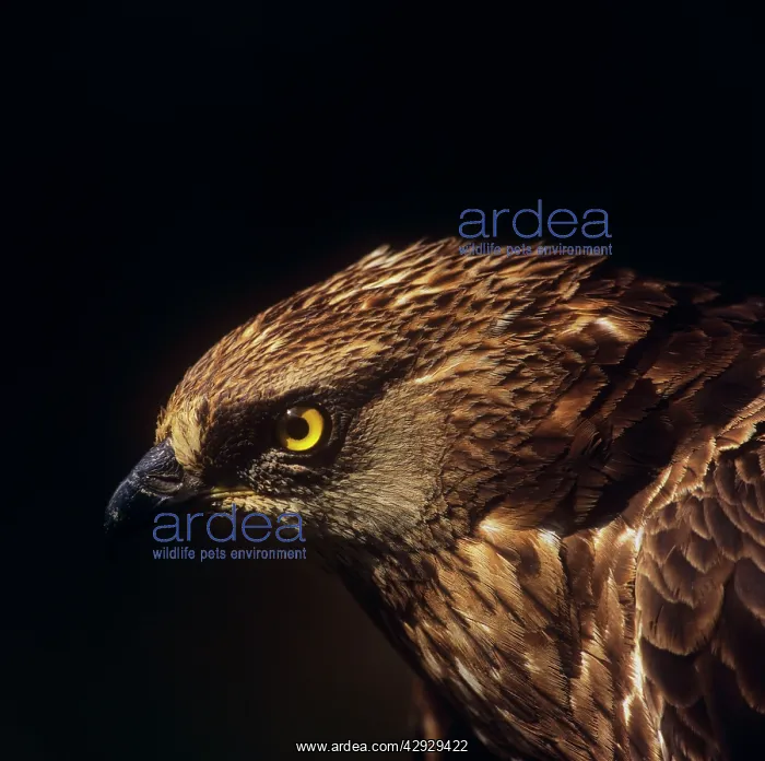 : HONEY BUZZARD - close-up : HONEY BUZZARD - close-up