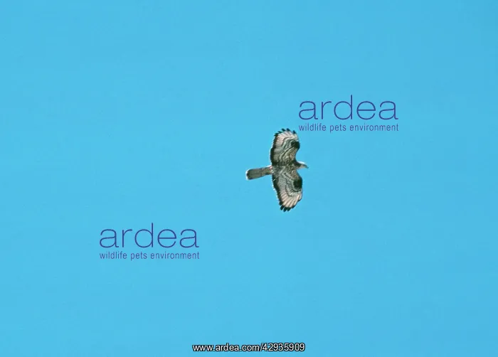 : HONEY BUZZARD - in flight : HONEY BUZZARD - in flight