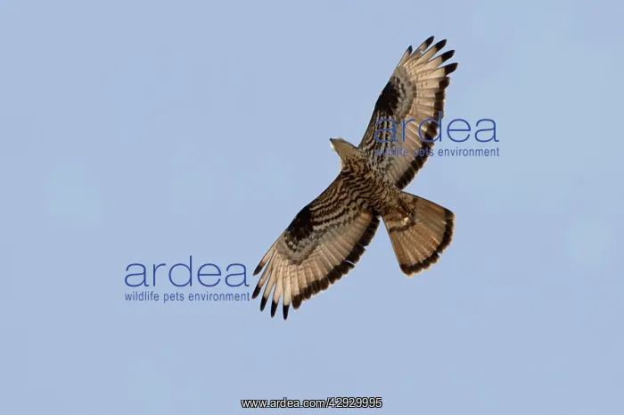 : Honey Buzzard - on migration : Honey Buzzard - on migration