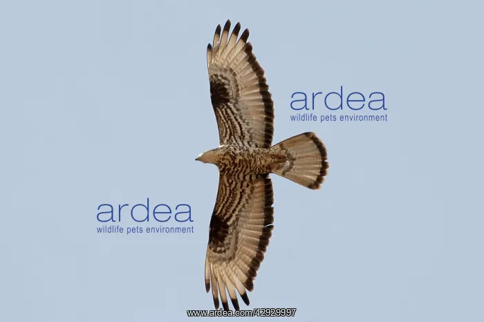 : Honey Buzzard - on migration : Honey Buzzard - on migration