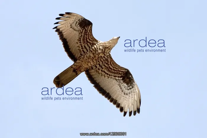 : Honey Buzzard - on migration : Honey Buzzard - on migration