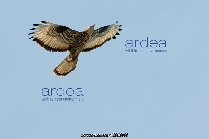  : Honey Buzzard - on migration