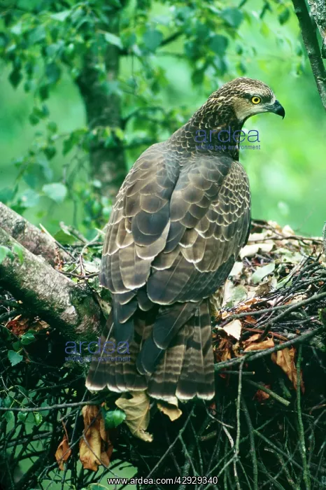 : Honey BUZZARD - at nest : Honey BUZZARD - at nest
