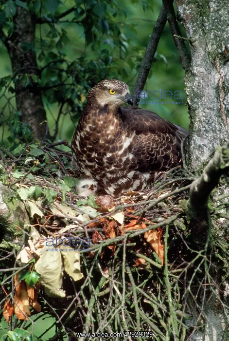 : HONEY BUZZARD - at nest, with chicks : HONEY BUZZARD - at nest, with chicks