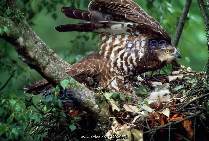 : HONEY BUZZARD - at nest, with chicks : HONEY BUZZARD - at nest, with chicks
