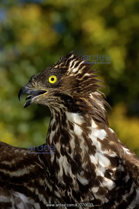 : Honey Buzzard (pernis apivorus), Portrait, Normandy : Honey Buzzard (pernis apivorus), Portrait, Normandy