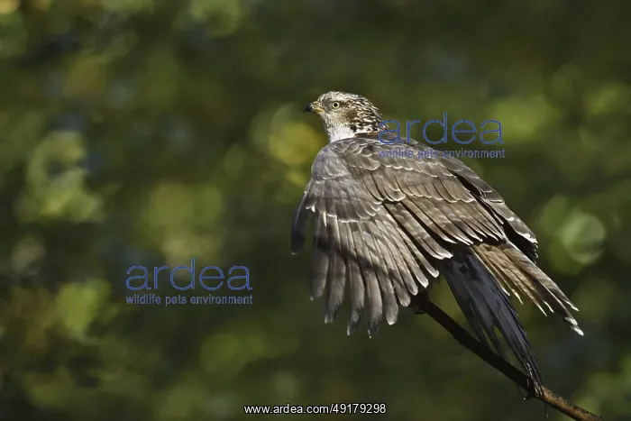 : Honey buzzard (Pernis apivorus), Bavaria, Germany : Honey buzzard (Pernis apivorus), Bavaria, Germany