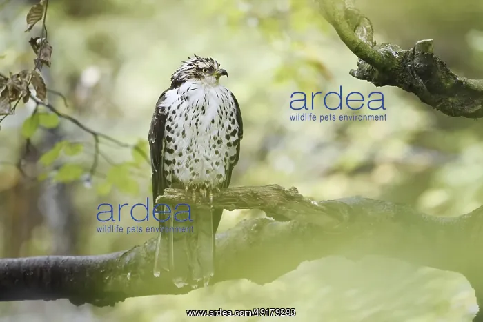  : Honey buzzard (Pernis apivorus) sitting on a branch