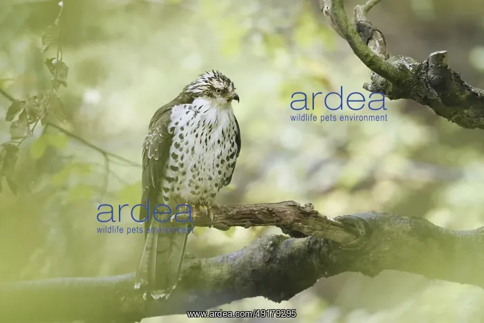 : Honey buzzard (Pernis apivorus) sitting on a branch : Honey buzzard (Pernis apivorus) sitting on a branch