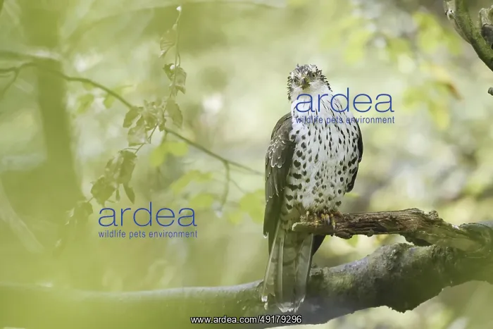 : Honey buzzard (Pernis apivorus) sitting on a branch : Honey buzzard (Pernis apivorus) sitting on a branch