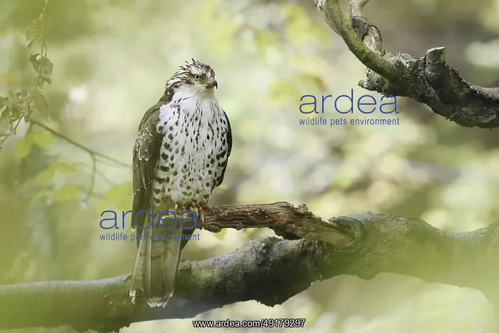 : Honey buzzard (Pernis apivorus) sitting on a branch : Honey buzzard (Pernis apivorus) sitting on a branch