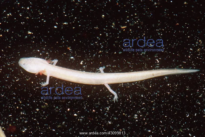 : Honey Creek Salamander : Honey Creek Salamander