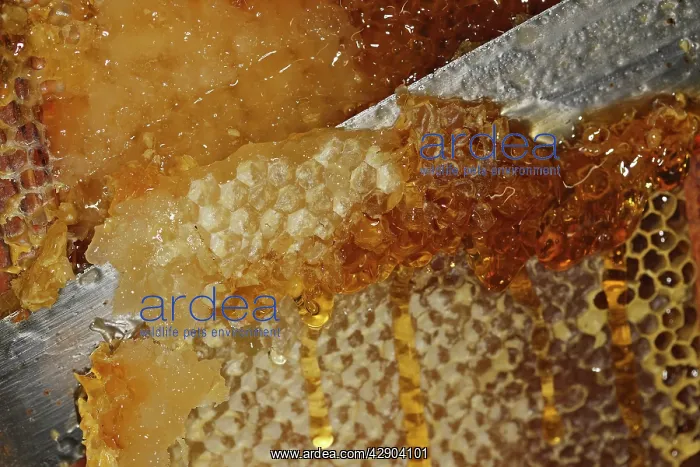 : Honey - cutting comb with knife to release the honey : Honey - cutting comb with knife to release the honey