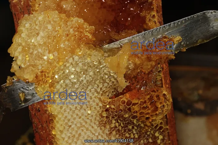  : Honey - cutting comb with knife to release the honey