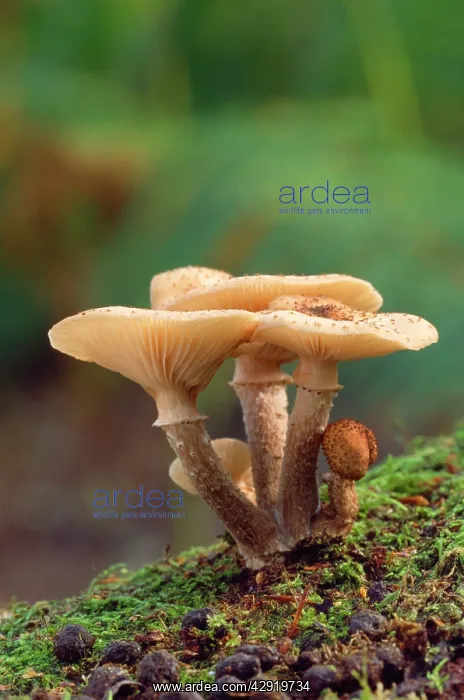 : HONEY FUNGUS : HONEY FUNGUS