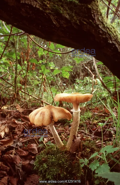 : HONEY FUNGUS : HONEY FUNGUS