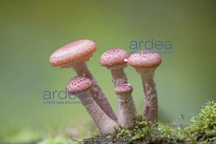 : Honey Fungus : Honey Fungus