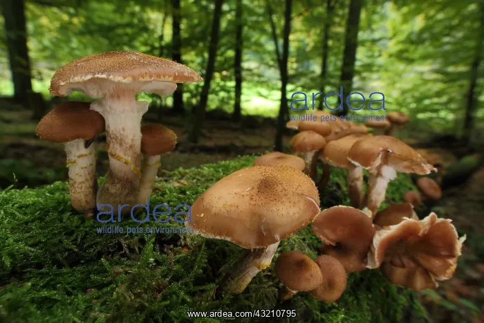 : Honey fungus (Armillaria mellea), group, moss, t : Honey fungus (Armillaria mellea), group, moss, t
