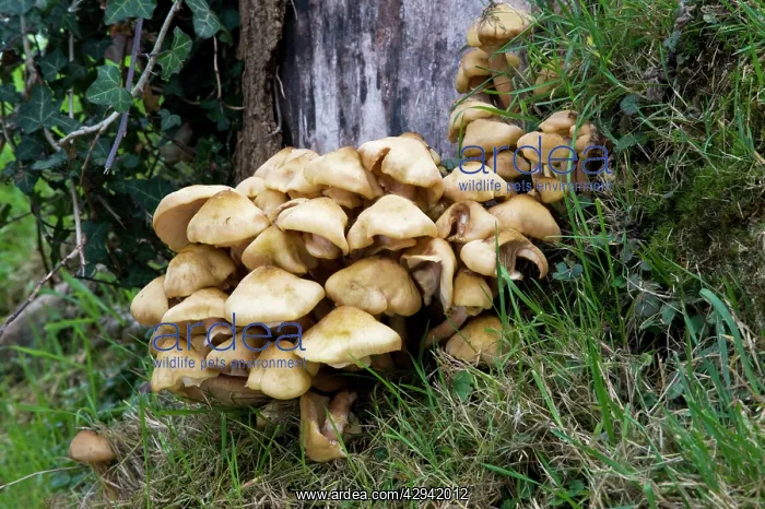 : Honey Fungus attack Sycamore stump : Honey Fungus attack Sycamore stump