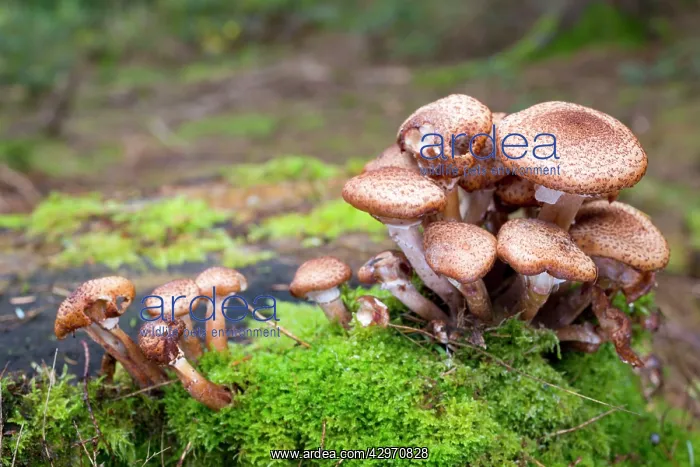 : Honey Fungus - Autumn : Honey Fungus - Autumn