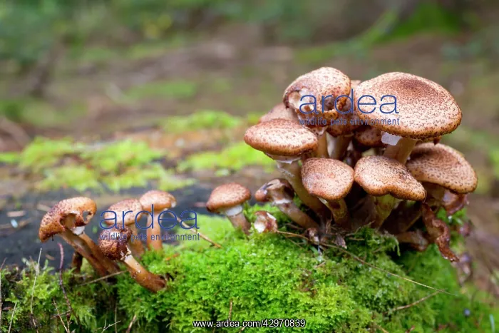 : Honey Fungus - Autumn : Honey Fungus - Autumn