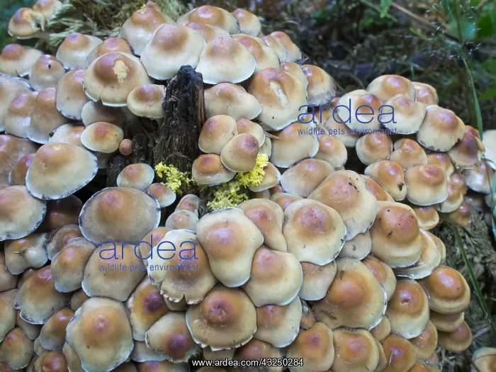  : Honey fungus - Birmingham UK
