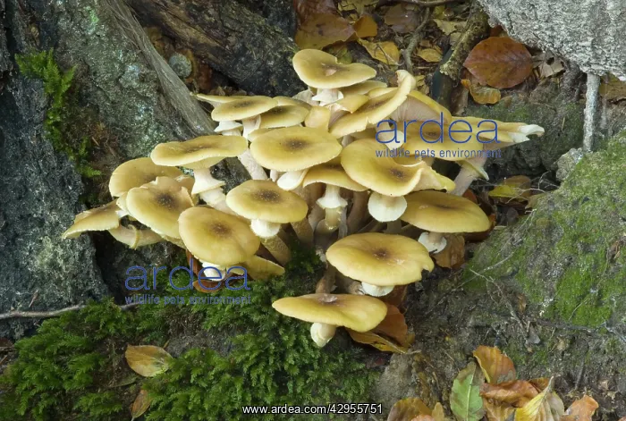 : Honey Fungus / Boot-lace Fungus, found in dense : Honey Fungus / Boot-lace Fungus, found in dense