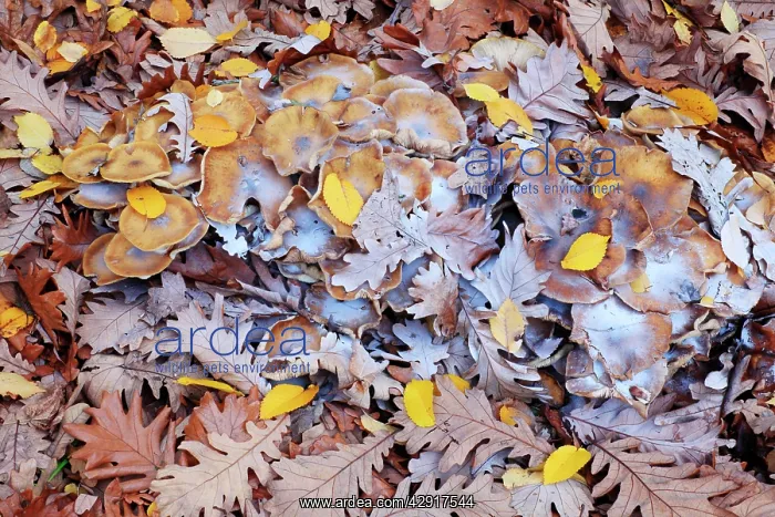  : Honey Fungus - caps with spores, on autumn leaf litter
