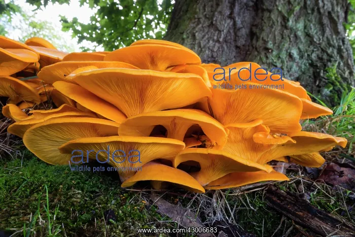 : Honey Fungus, growing at base of tree, Lower Saxony, Germany : Honey Fungus, growing at base of tree, Lower Saxony, Germany