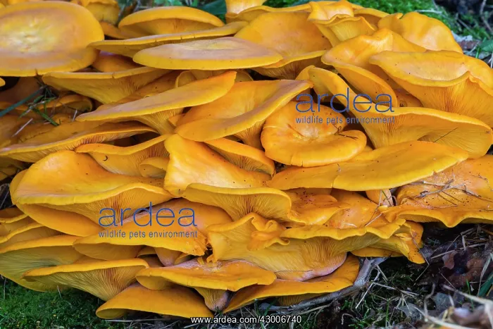 : Honey Fungus, growing at base of tree, Lower Saxony, Germany : Honey Fungus, growing at base of tree, Lower Saxony, Germany