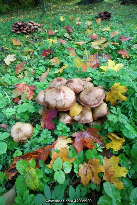 : Honey Fungus - growing in park amongst autumn leaves : Honey Fungus - growing in park amongst autumn leaves
