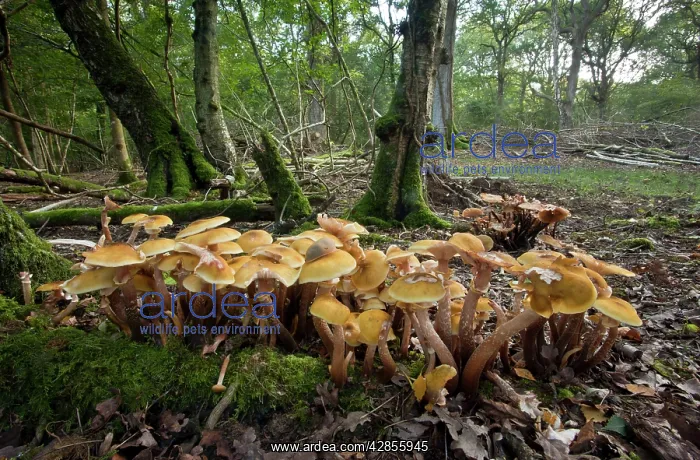 : Honey fungus - in large abundant clumps in old : Honey fungus - in large abundant clumps in old